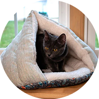 Cat Beds