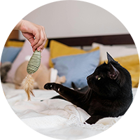 Cat Toys