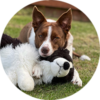 Dog Toys