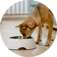 Bowls, Feeders, & Waterers