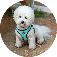 Collars, Harnesses & Leashes