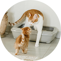 Litter Boxes & Accessories