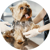 Dog Health & Wellness