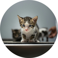 Cat Health & Wellness