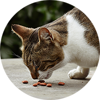 Cat Food & Treats