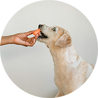 Dog Food & Treats