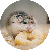 Small Pet Feeders, Food & Treats