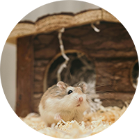 Small Pet Habitats, Beds & Bedding