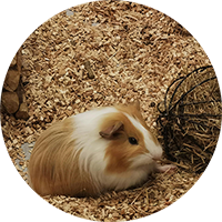 Small Pet Toys