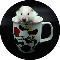 Small Pets