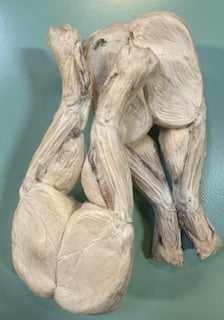Frog Legs - Freeze Dried Treats for Dogs & Cats