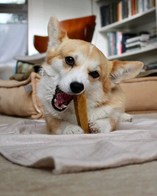 Himalayan Yak Cheese Dog Chews