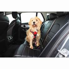 Seat Belt Tether for Dogs