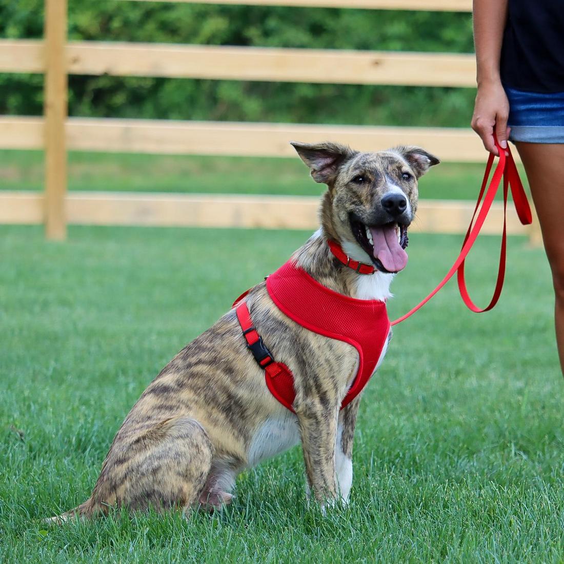 Coastal Single-Ply Dog Leash, Red
